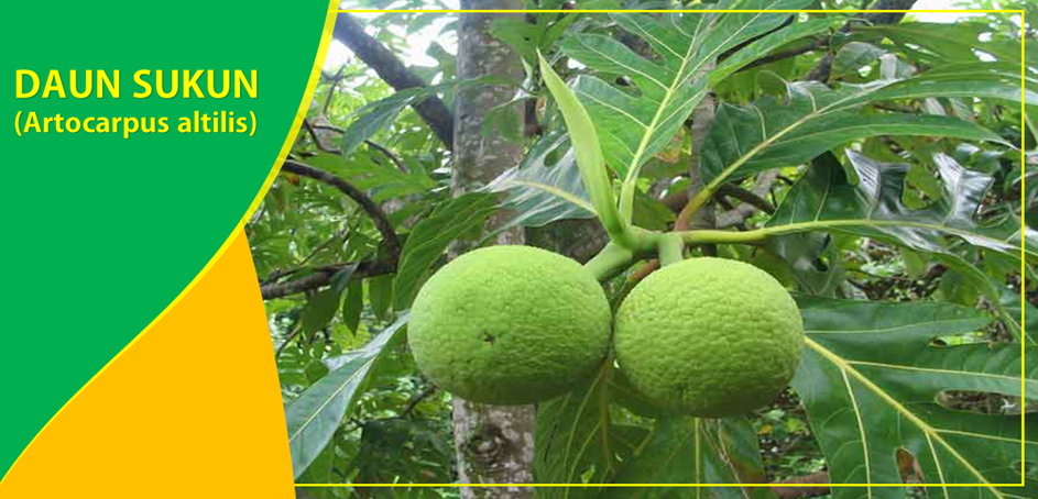 Khasiat Daun Sukun Obati Hipertensi